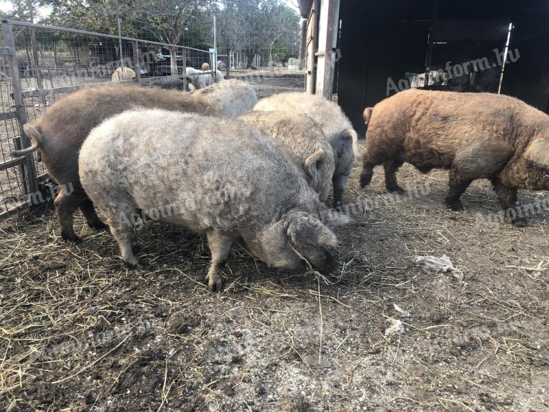 Tanyasi mangalica hízó 70-140 kg között,  élve,  hasítva ea. foglalható télre,  szállítom is