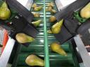 MUNCKHOF Pluk-O-Trak Senior gyümölcs szedő gép 6 fős szedő személyzettel