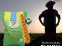 BC PAJDAS kukorica vetőmag - azonnali szállítással