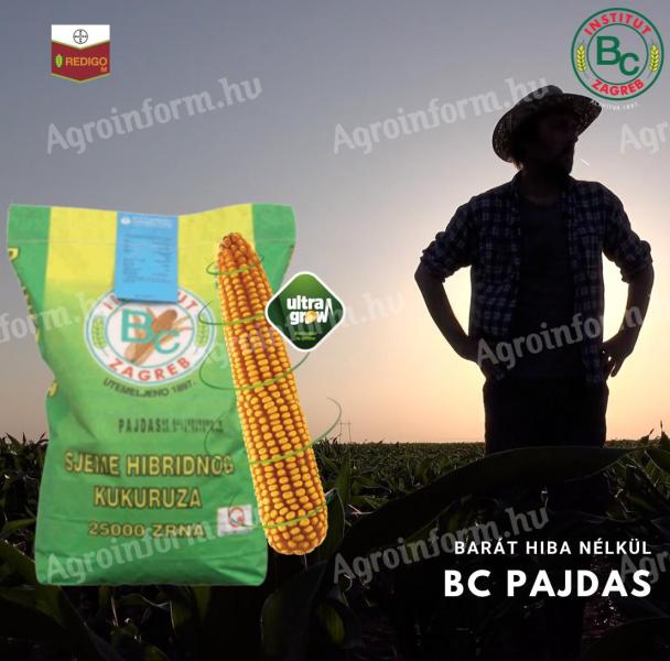 BC PAJDAS kukorica vetőmag - azonnali szállítással