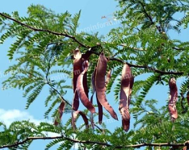 Gleditsia,  Krisztustövis,  Tövises lepényfa csemete