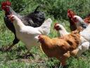 Háztáji BIO tápon nevelt előnevelt 4 hetes csirke akció