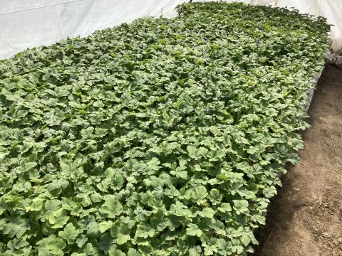 Elad Dinnye Piact r Agroinform hu elad-dinnye-piact-r-agroinform-hu
