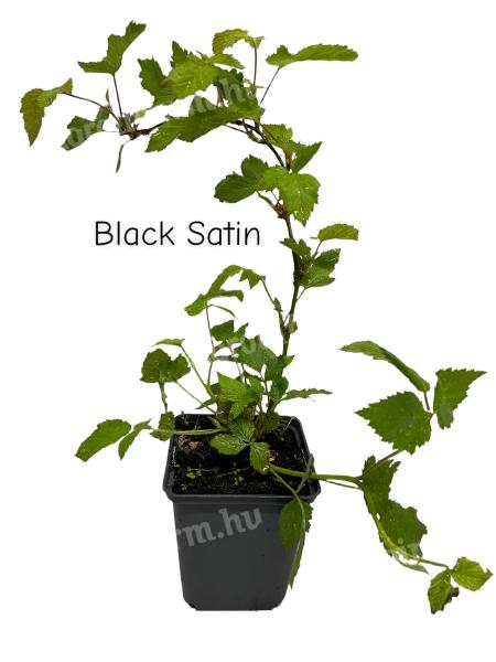 Szeder Black Satin