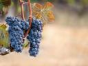 Eladó Cabernet Franc szőlő