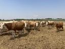 Magyartarka szarvasmarhák eladók