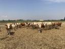 Magyartarka szarvasmarhák eladók