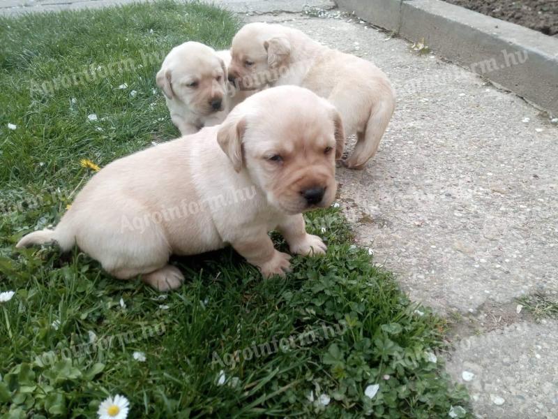 Labrador Retriever