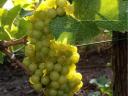 Mátraaljai Irsai Olivér szőlő eladó kis és nagy mennyiségben