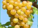 Eladó muskotályos szőlő
