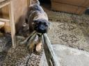 Fogós német juhász kiskutyák házőrzésre elvihetők