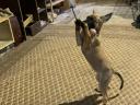 Sportos gazdit kereső malinois( belga juhász) energiabomba kiskutyák