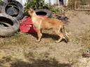 Sportos gazdit kereső malinois( belga juhász) energiabomba kiskutyák