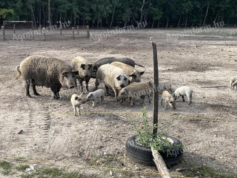 Eladó mangalica