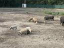 Eladó mangalica