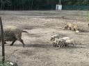 Eladó mangalica