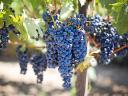 Szekszárdi borvidékről szőlő kis és nagy tételben