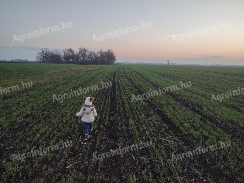 Szántóföld bérlés/vásárlás