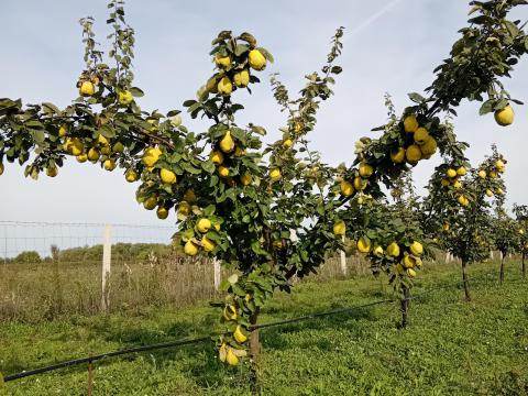 Eladó birs - Piactér | Agroinform.hu