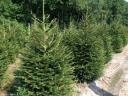Normand fenyő,  nordmann,  lucfenyő,  luc,  ezüstfenyő,  fenyőfa,  karácsonyfa 0.5-3 m jelölhető