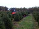 Normand fenyő,  nordmann fenyőfa,  luc,  lucfenyő,  ezüstfenyő,  karácsonyfa kijelölhető,  válog