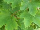 Korai juhar (Acer platanoides) csemete