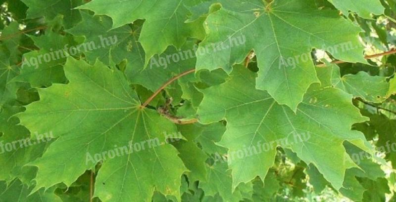 Korai juhar (Acer platanoides) csemete