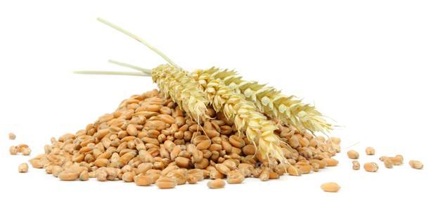Kukorica és búza nem Ukrán eladó