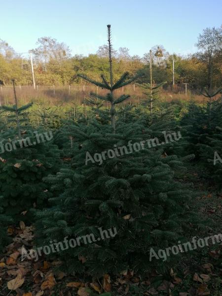 Normand Karácsonyfa viszonteladónak eladó
