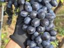 Eladó szőlőterület a Mátraaljai borvidék Sár-hegy alsó lankáin
