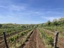 Weinberge an den unteren Hängen des Sár-Hügels in der Weinregion Mátra-Tal zu verkaufen.
