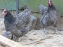 Australorp /ausztralorp/ naposcsibe csibe csirke előjegyezhető
