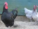 Australorp /ausztralorp/ naposcsibe csibe csirke előjegyezhető