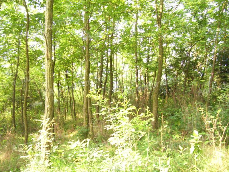 10 hektár erdő eladó Sükösdön