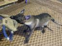 Okos és aranyos német juhász tanított kutyus keresi gazdiját