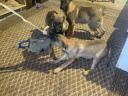 Okos és aranyos német juhász tanított kutyus keresi gazdiját