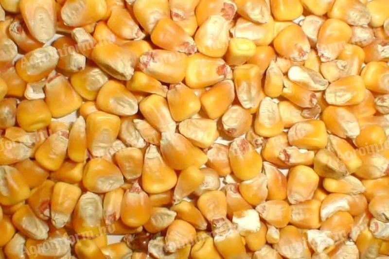 Eladó tisztított szárított kukorica