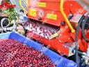 Jagoda Gacek gyümölcsrázó a Royal Traktornál