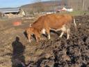 Limousin Vemhes,  borjas tehenek eladóak