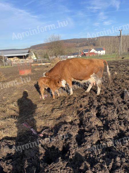 Limousin Vemhes,  borjas tehenek eladóak
