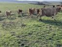 Limousin Vemhes,  borjas tehenek eladóak