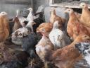 Prémium előnevelt csirke az ország egyik legrégebbi magántenyészetétől