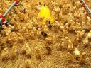 Prémium előnevelt csirke az ország egyik legrégebbi magántenyészetétől