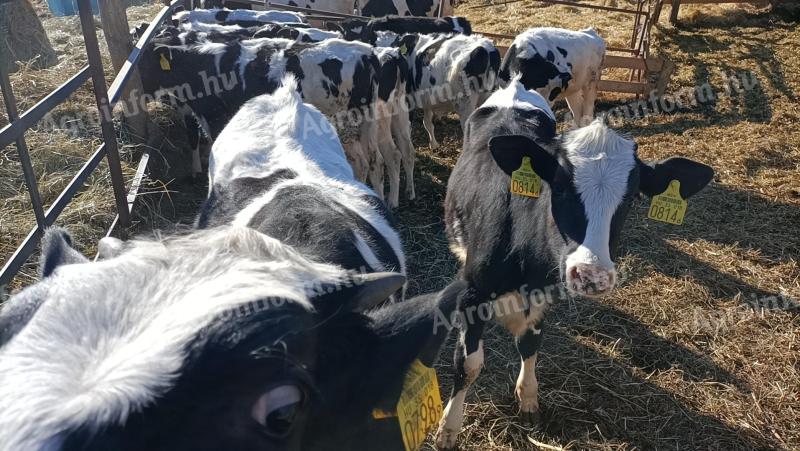 Holstein fríz vemhes üsző eladó