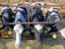 Holstein fríz vemhes üsző eladó
