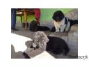 Ujfundlandi tarka és fekete kiskutyák