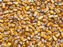 Szárított Toxin mentes kukorica eladó