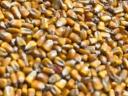 Szárított Toxin mentes kukorica eladó