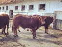 Limousin tenyészállatok eladók