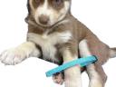 Husky kiskutyák